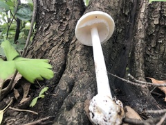 Phalloideae