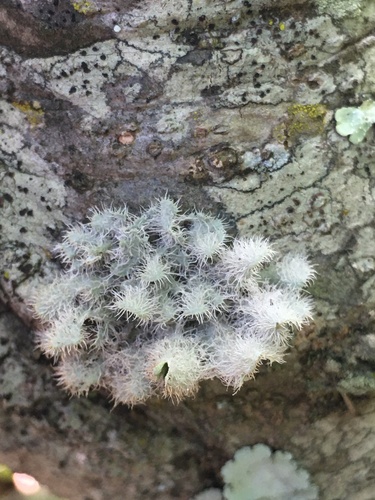 Heterodermia comosa