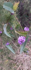 Hardenbergia violacea
