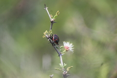 Cosmopepla lintneriana