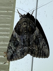 Catocala piatrix