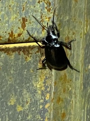 Calosoma peregrinator
