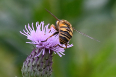 Helophilus fasciatus