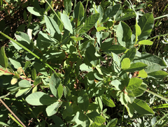 Lonicera caerulea cauriana