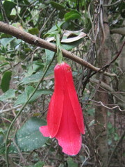 Lapageria rosea