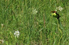 Platanthera blephariglottis