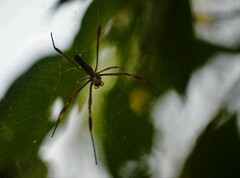 Trichonephila clavipes