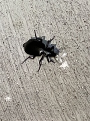 Calosoma peregrinator