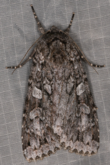 Noctuina