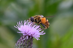 Helophilus fasciatus
