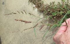 Echinochloa colona