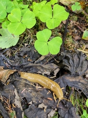 Ariolimax columbianus