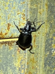 Calosoma peregrinator