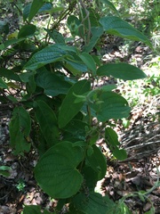 Dioscorea