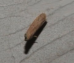 Homoeosoma electella