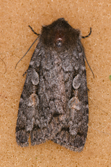 Noctuina