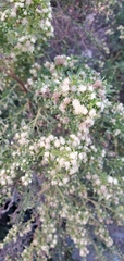 Baccharis pilularis