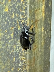 Calosoma peregrinator