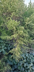 Baccharis pilularis