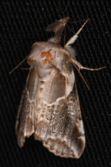 Habrosyne scripta