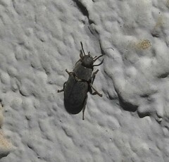 Blapstinus