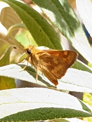 Ochlodes sylvanoides