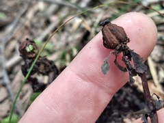 Monotropa uniflora