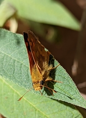 Ochlodes sylvanoides