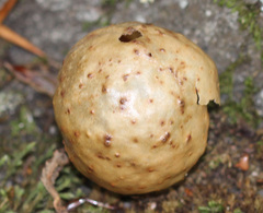 Amphibolips quercusinanis