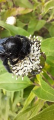 Xylocopa darwini