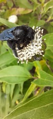 Xylocopa darwini