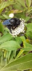 Xylocopa darwini