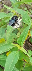 Xylocopa darwini