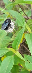 Xylocopa darwini