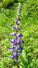Lupinus sericeus