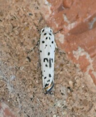 Ethmia bittenella
