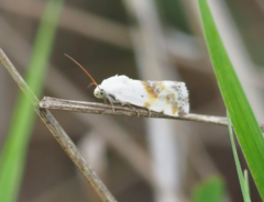 Ponometia candefacta