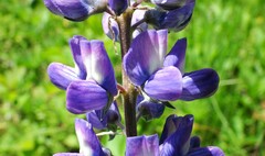 Lupinus sericeus
