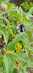 Xylocopa darwini