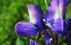Lupinus sericeus