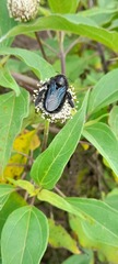 Xylocopa darwini