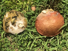 Hortiboletus rubellus