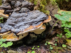 Fomitopsis pinicola