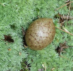 Amphibolips quercusinanis