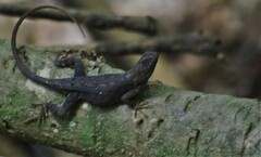 Sceloporus