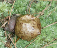 Amphibolips quercusinanis