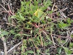 Atriplex prostrata