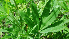 Lupinus sericeus
