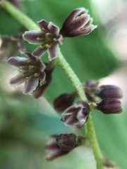 Dioscorea