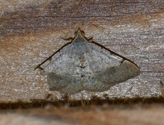 Frederickia flaviterminata